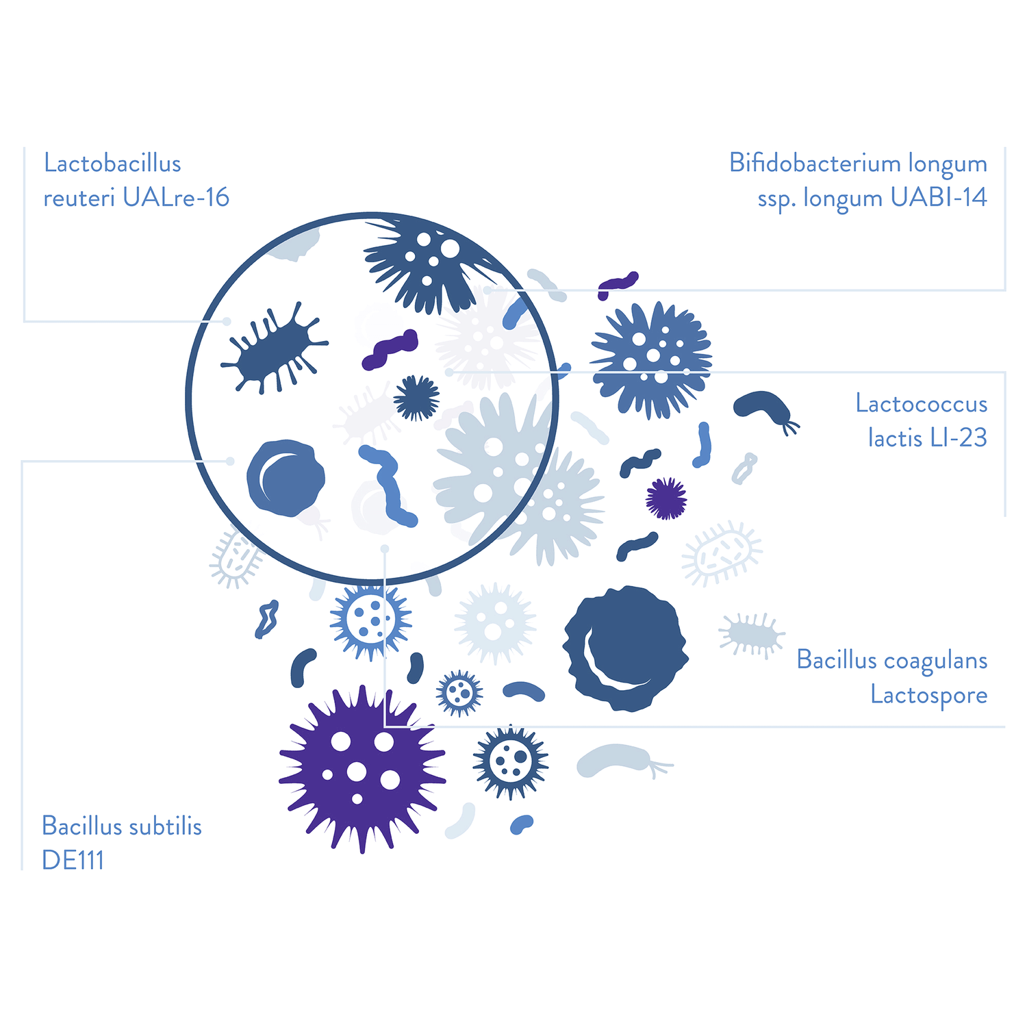 Multi-strain probiotic infographic